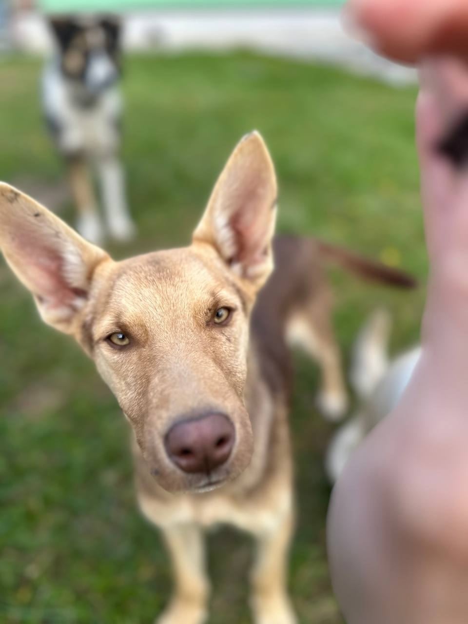 Курт — щенок в поисках