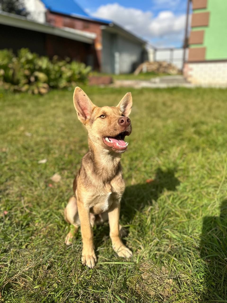 Курт — щенок в поисках (7)