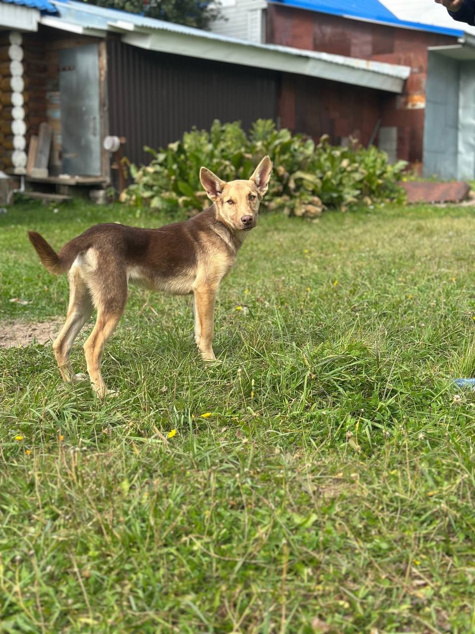 Курт — щенок в поисках (8)