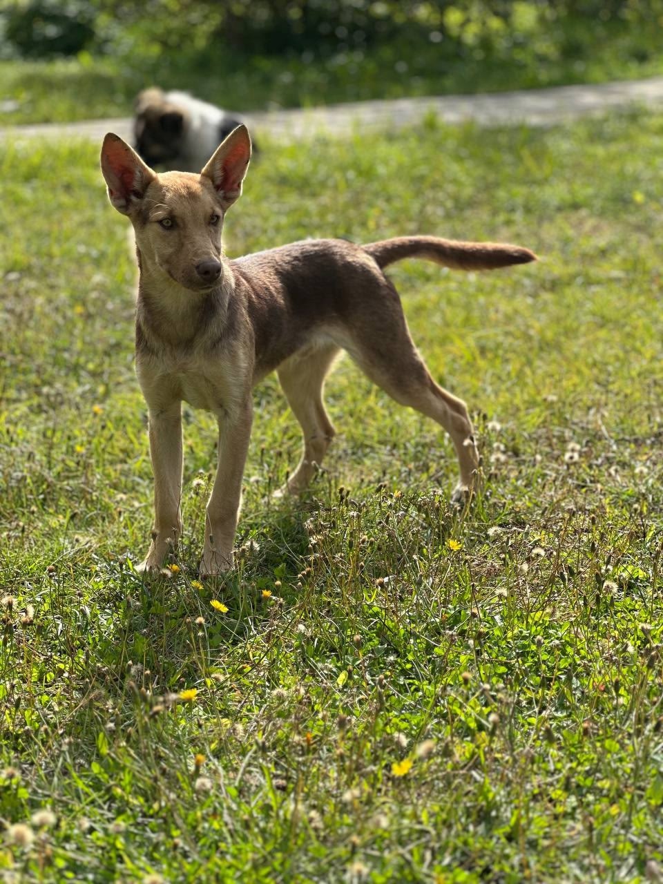 Курт — щенок в поисках (3)