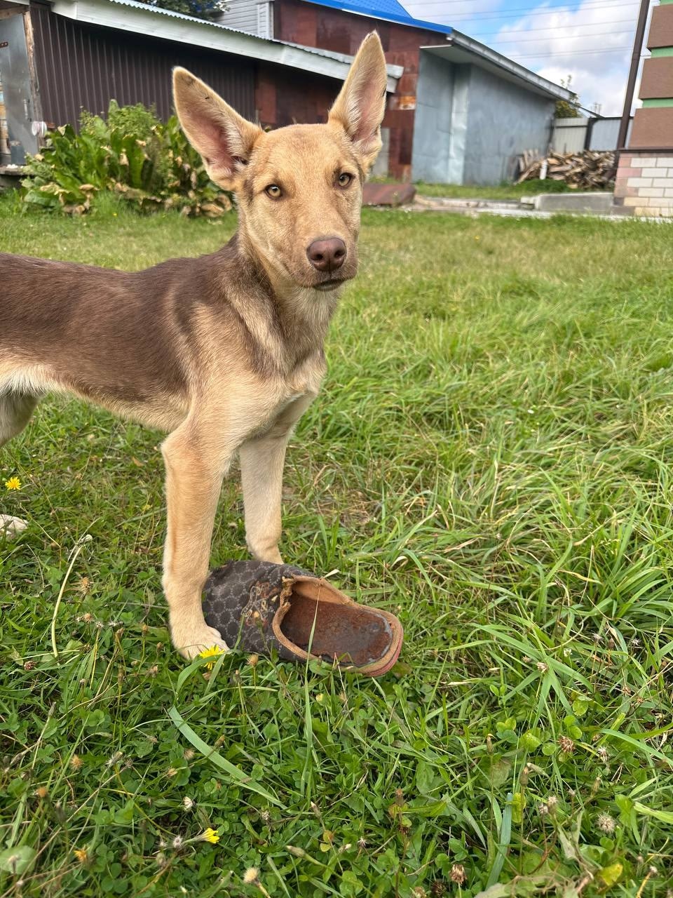 Курт — щенок в поисках (9)