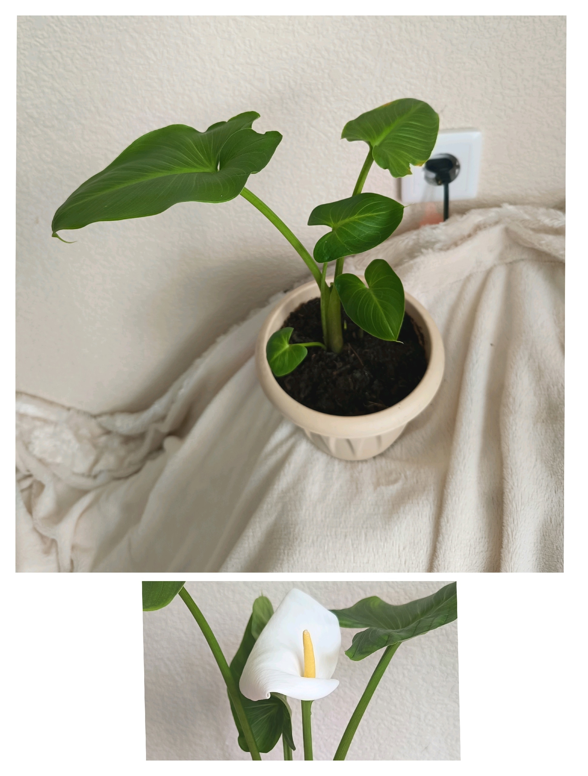 Актуальные предложения по цветам Предлагаем (2)