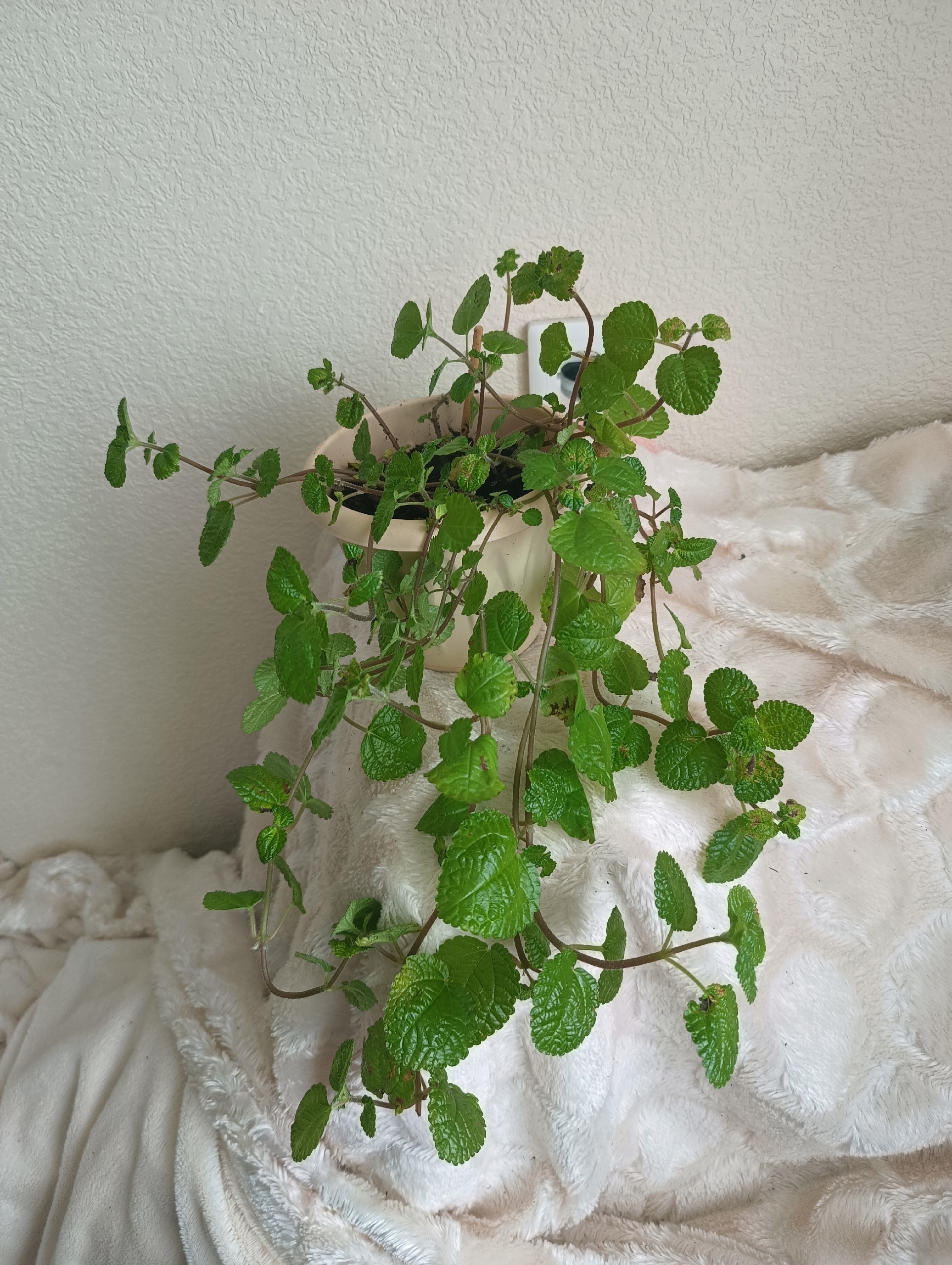 Актуальные предложения по цветам Предлагаем (1)