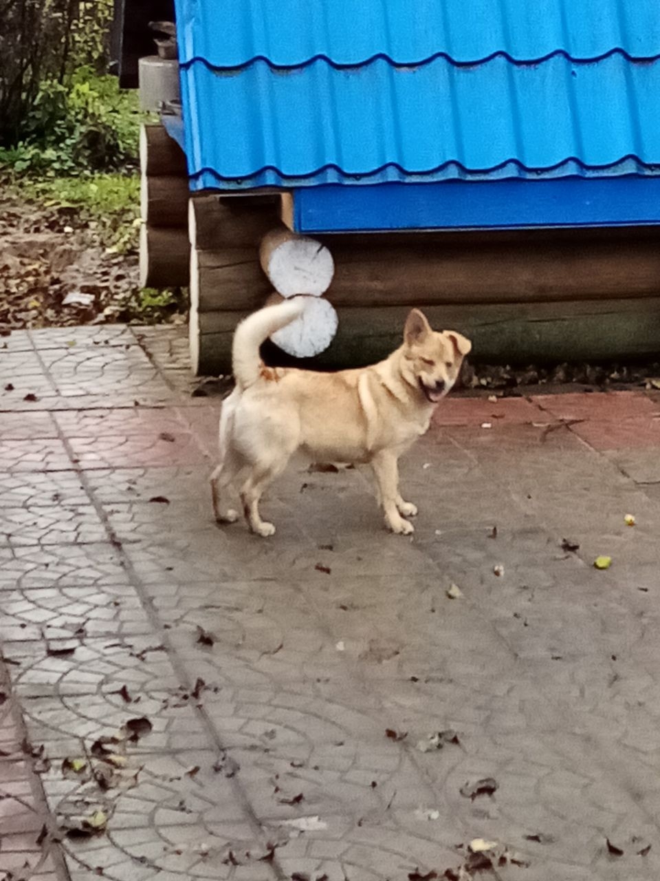 Добрая шестимесячная Лея ищет дом (1)