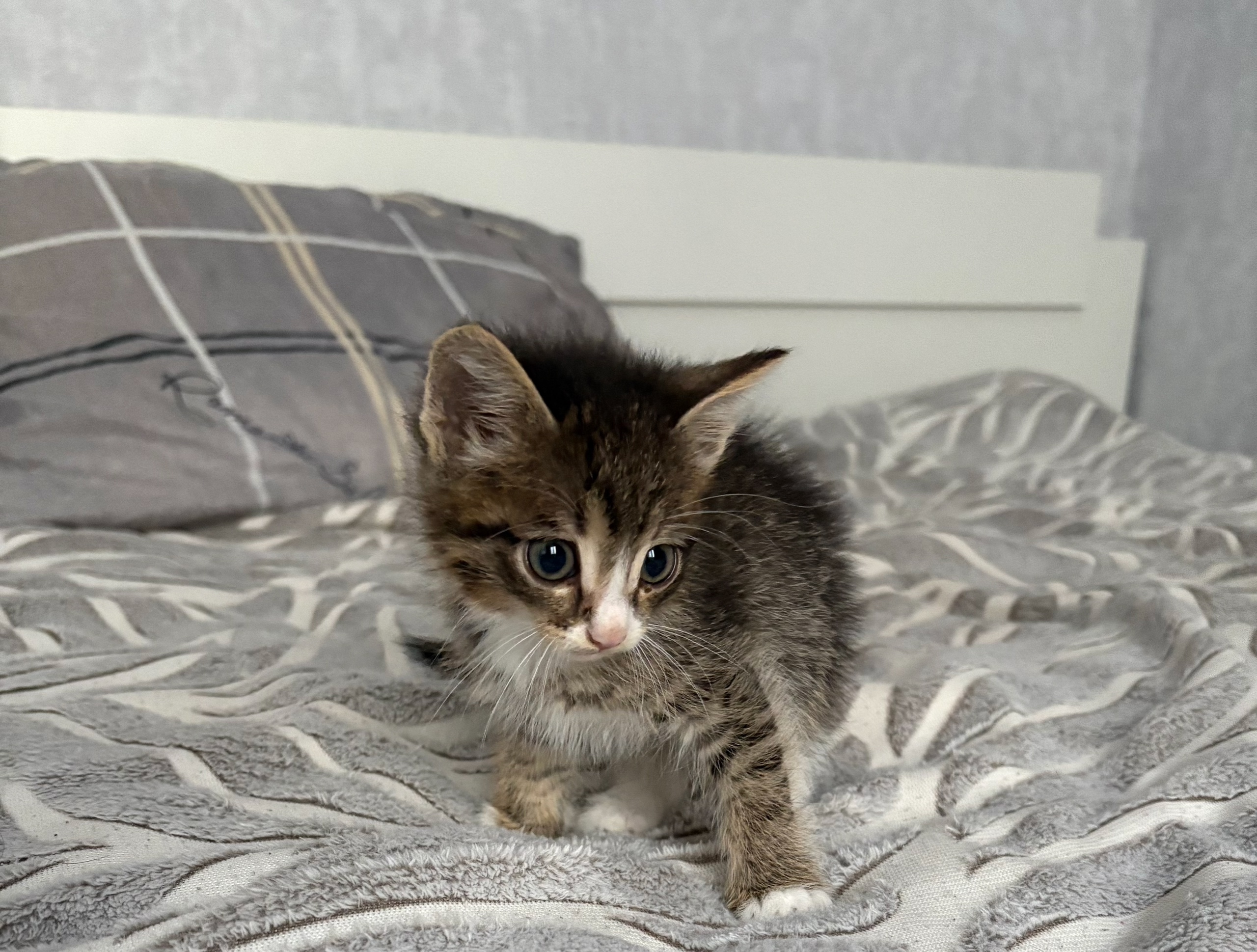 Котенок ищет добрые руки Ищу (2)