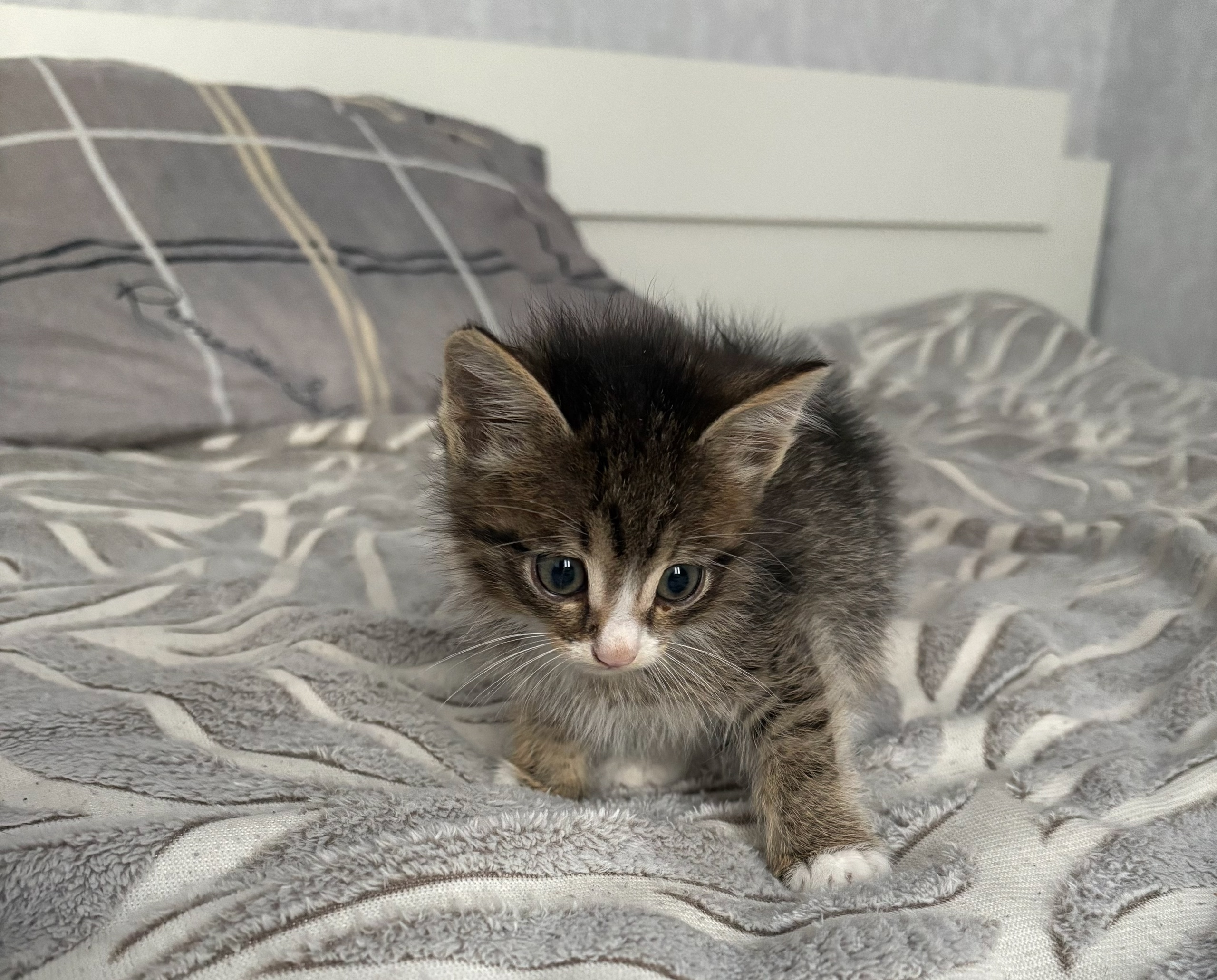 Котенок ищет добрые руки Ищу (1)