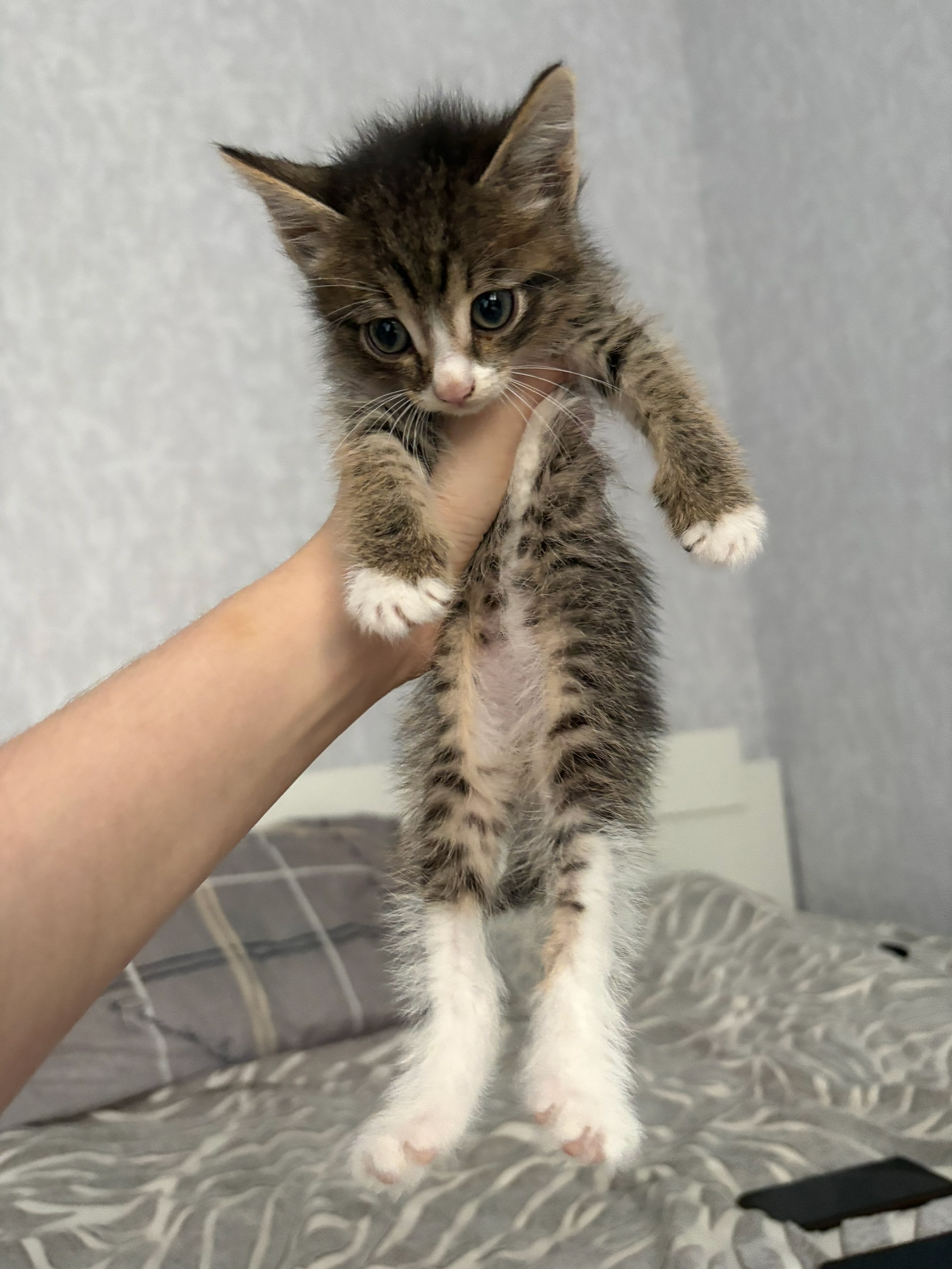 Котенок ищет добрые руки Ищу