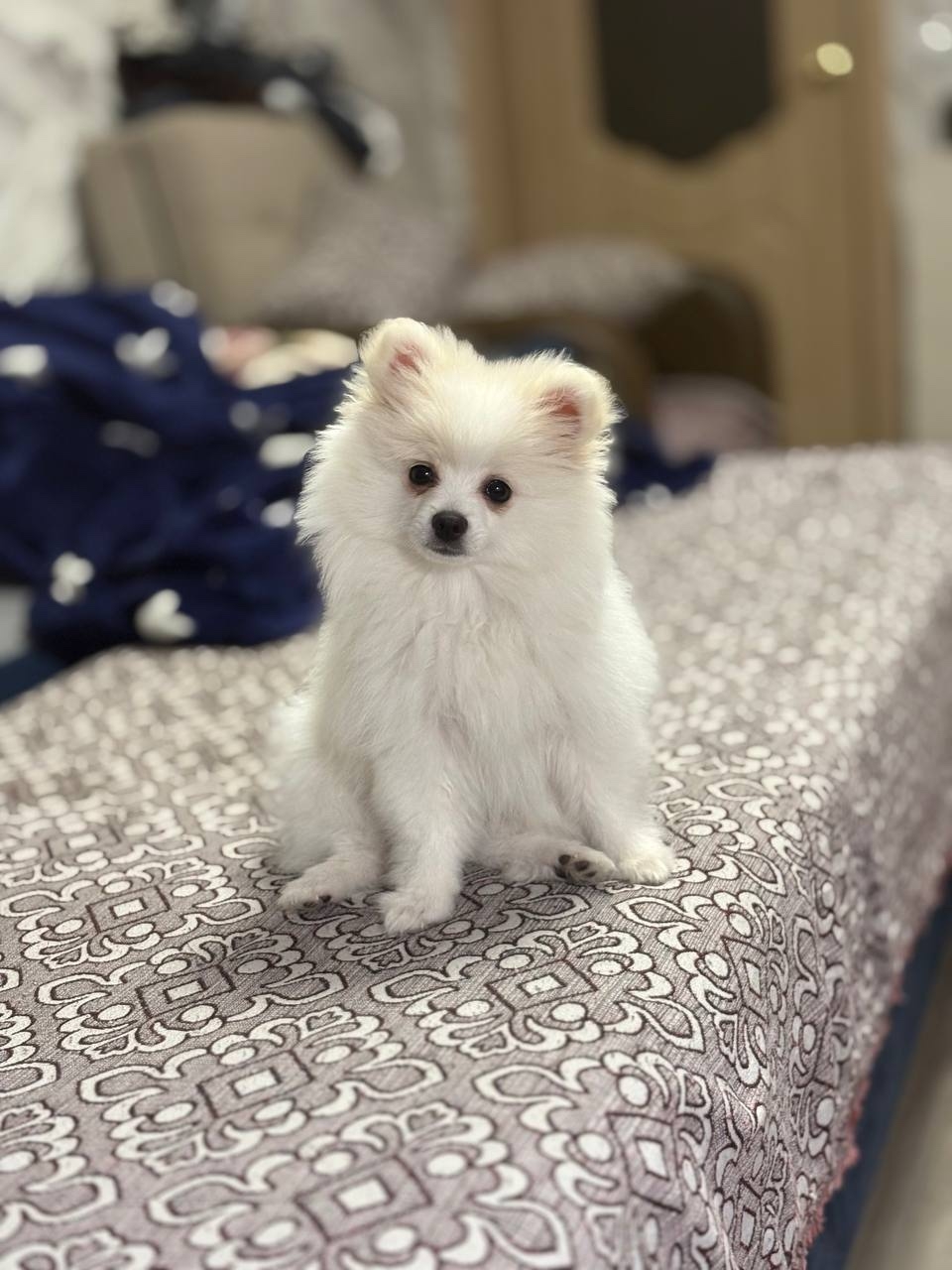 Снежно-белая кошка ищет дом Рождённая