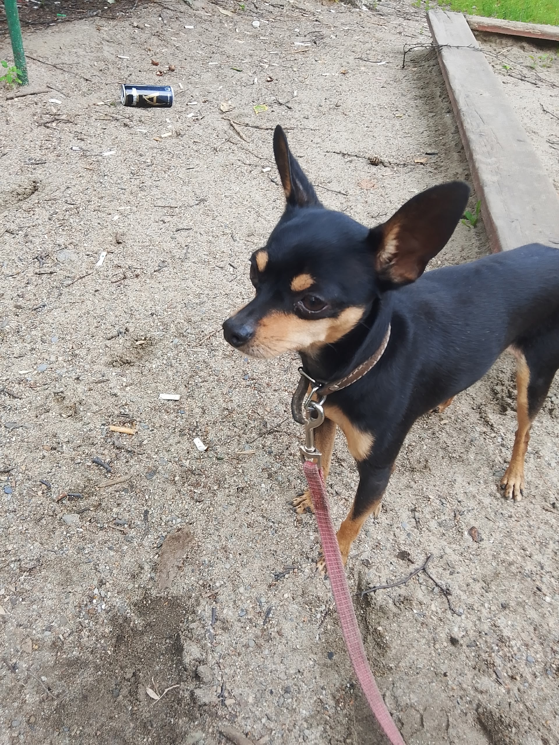 Той терьер, 2.5 года, продаю