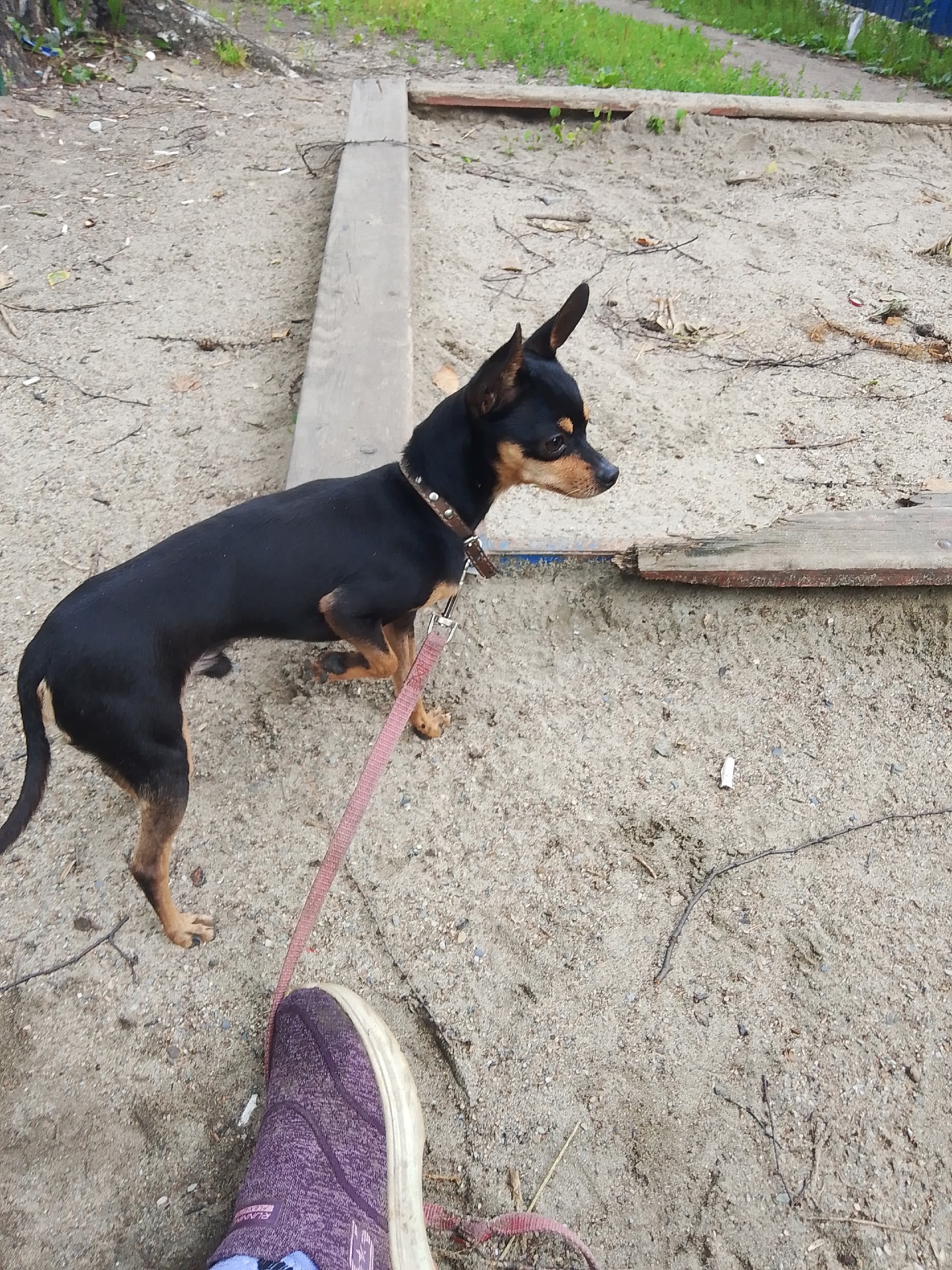 Той терьер, 2.5 года, продаю (1)