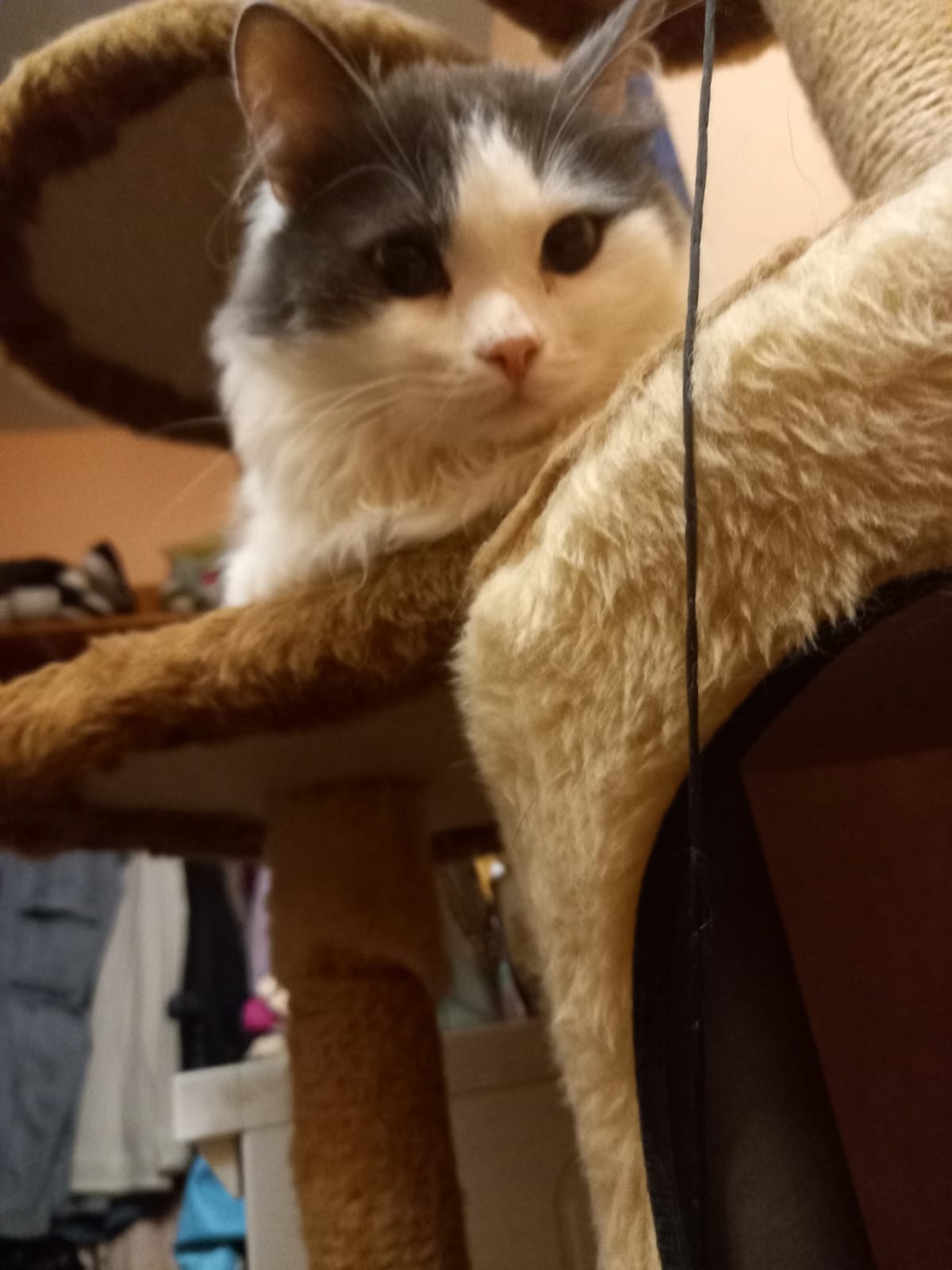 Тимошка ищет добрые руки В (2)