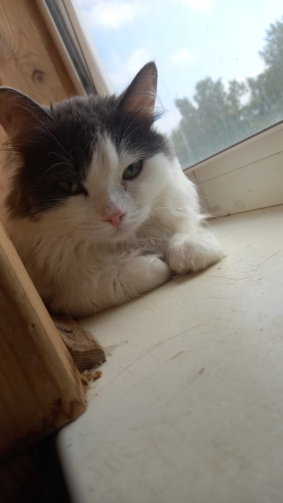 Тимошка ищет добрые руки В (1)