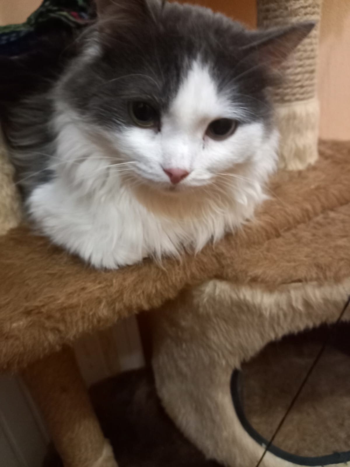 Тимошка ищет добрые руки В