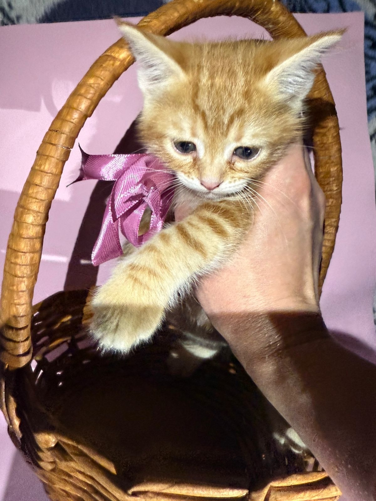 Очаровательная рыжая кошечка ждет Милая (2)