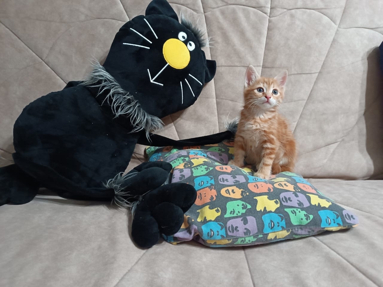 Очаровательная рыжая кошечка ждет Милая (1)