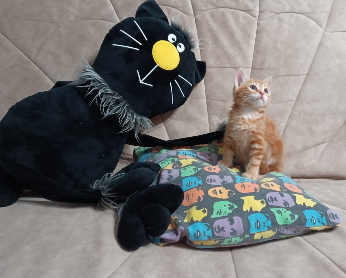 Очаровательная рыжая кошечка ждет Милая