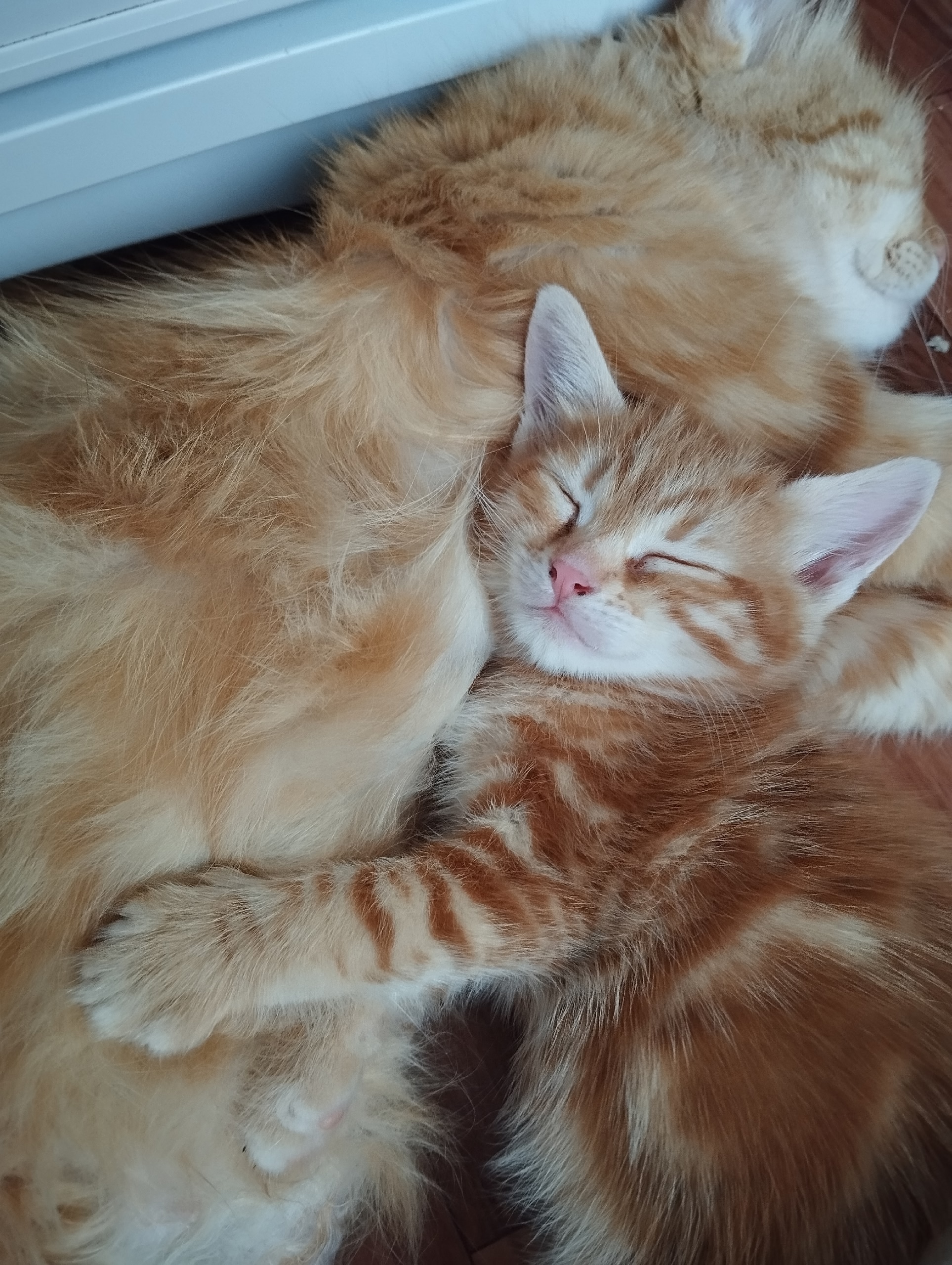 Очаровательная рыжая кошечка ждет Милая (4)