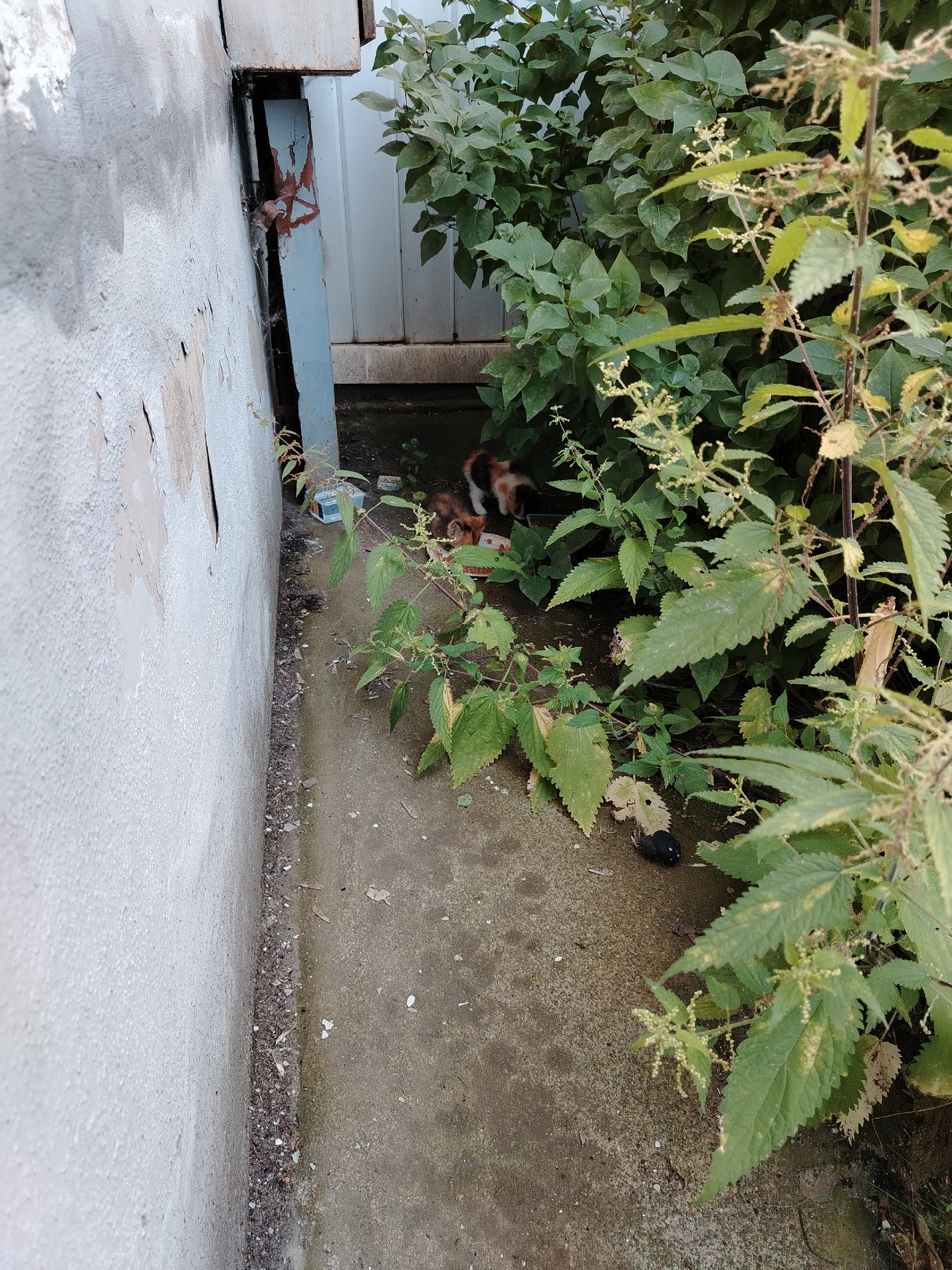 Четыре котенка ищут дом Под