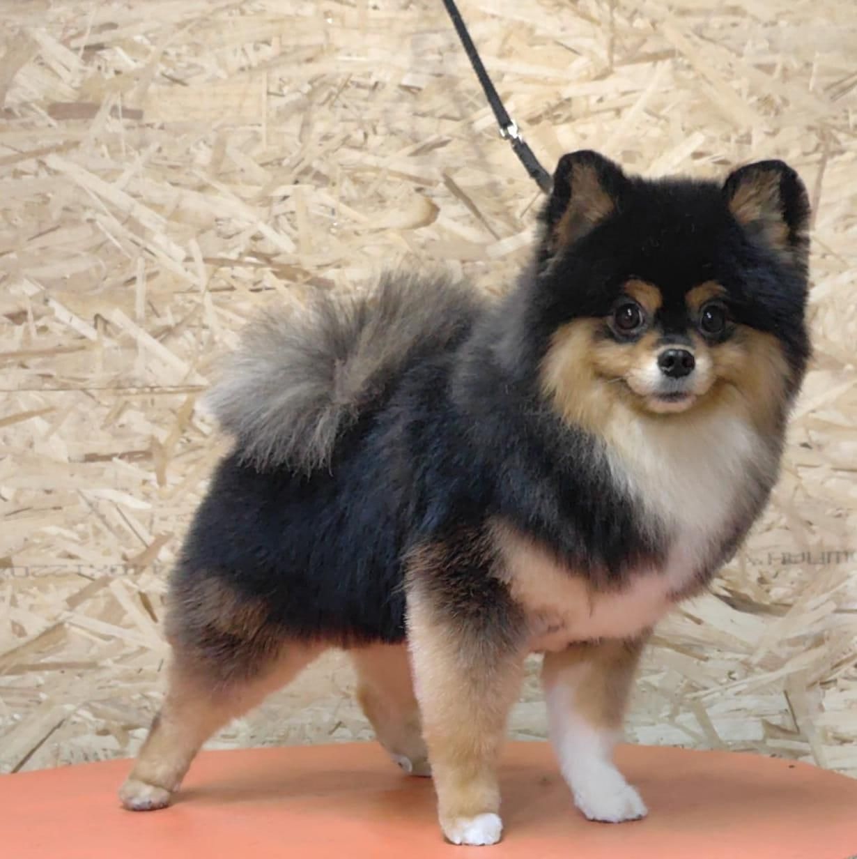 Пропал шпиц в Лискинском районе