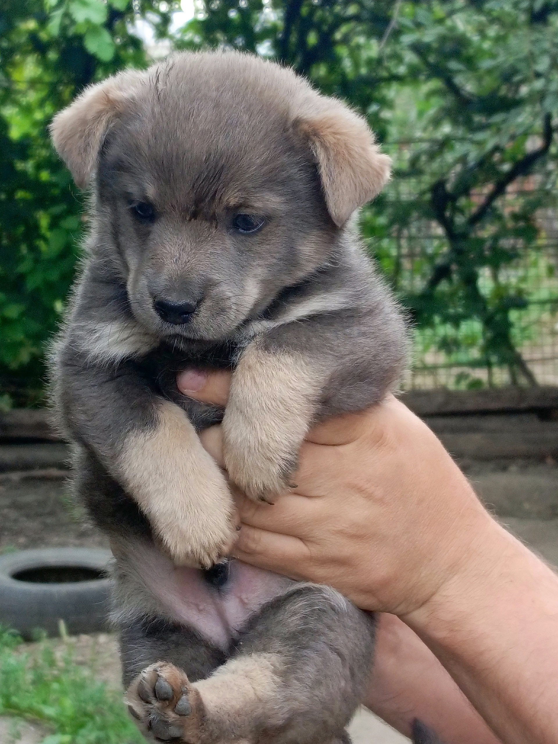 Отдаем щенка, мальчику 1,5 месяца