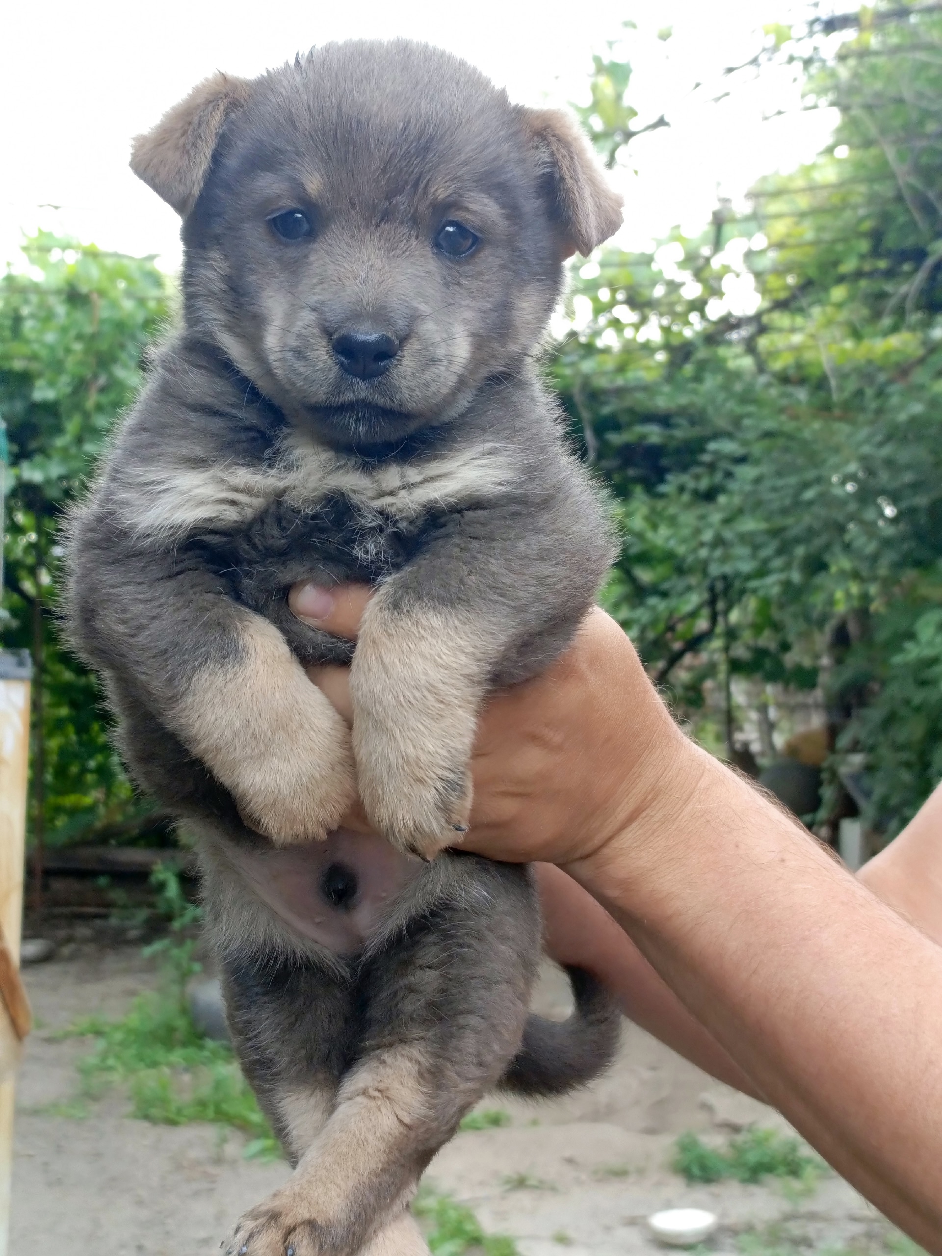 Отдаем щенка, мальчику 1,5 месяца (1)