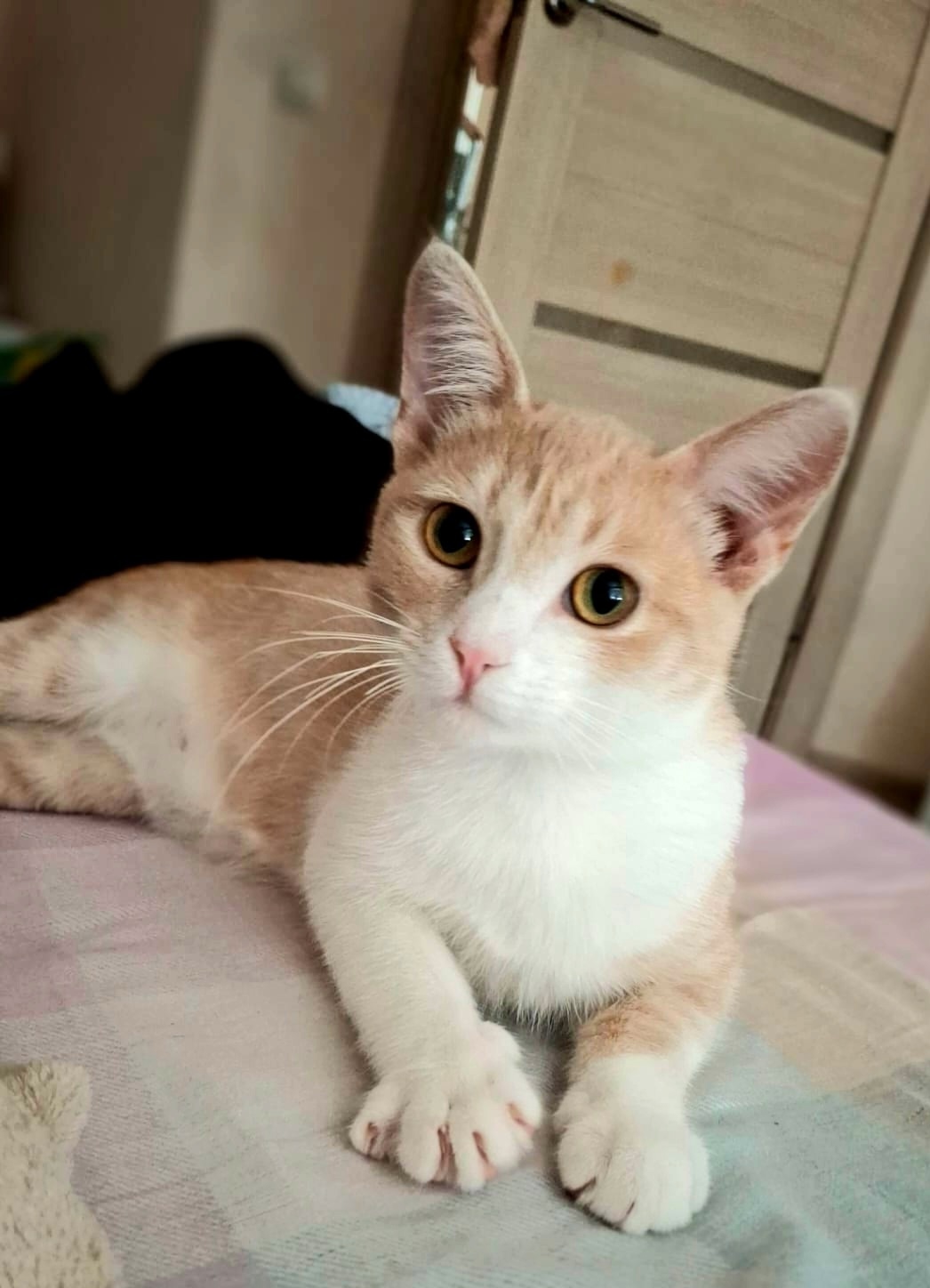 Фокс, котенок-подросток, ищет дом Фоксу (1)