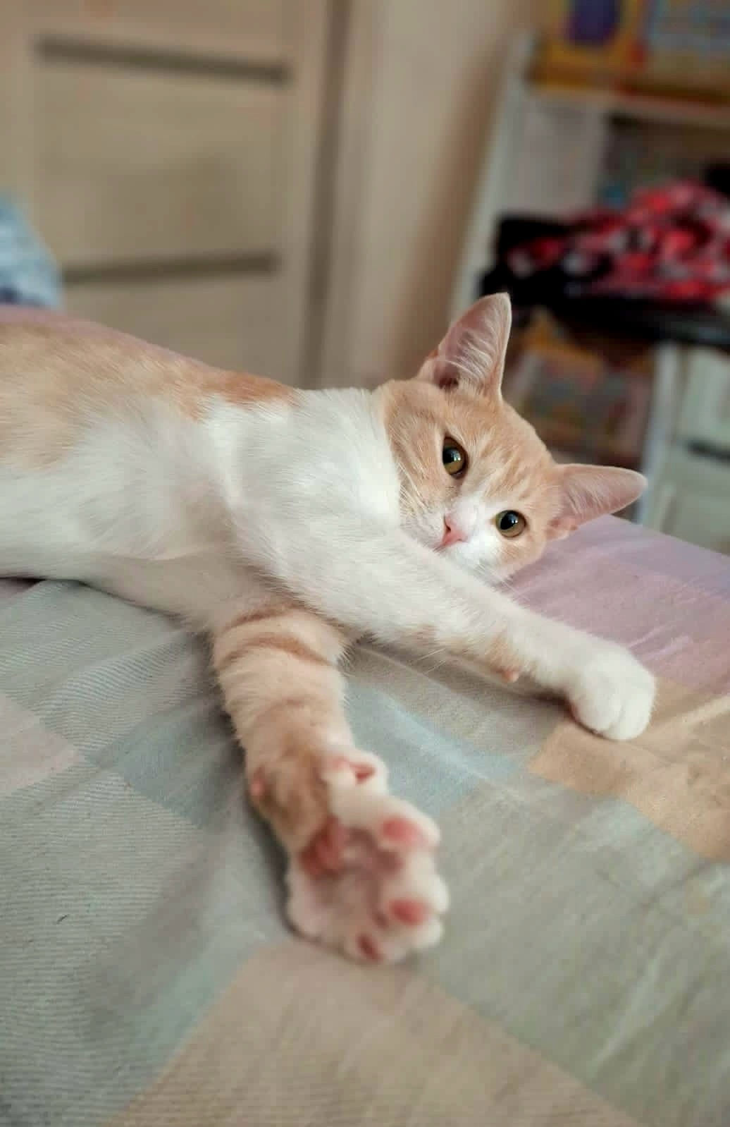 Фокс, котенок-подросток, ищет дом Фоксу (2)