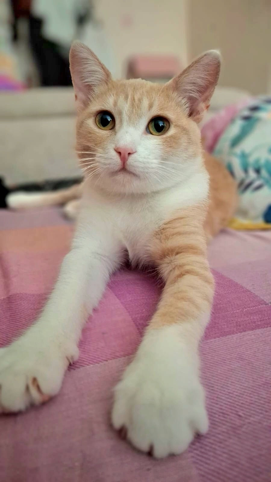 Фокс, котенок-подросток, ищет дом Фоксу (3)