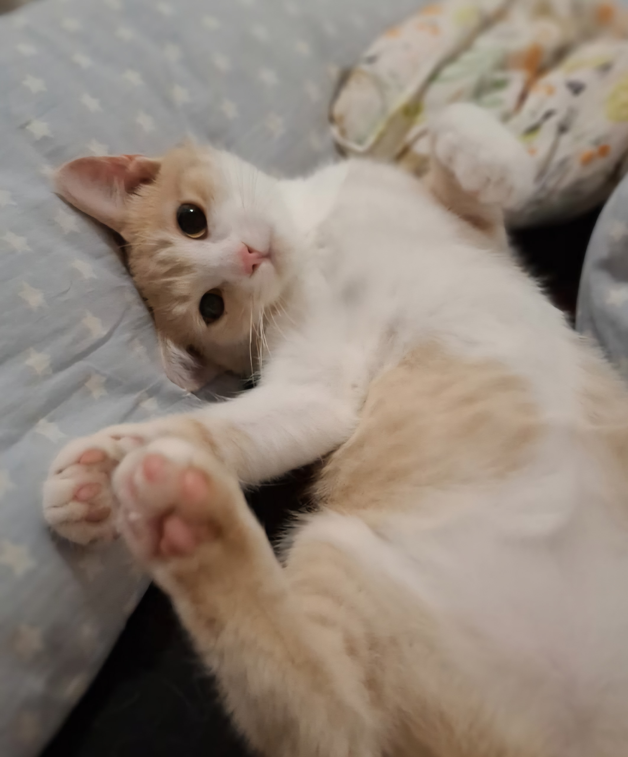 Фокс, котенок-подросток, ищет дом Фоксу (4)