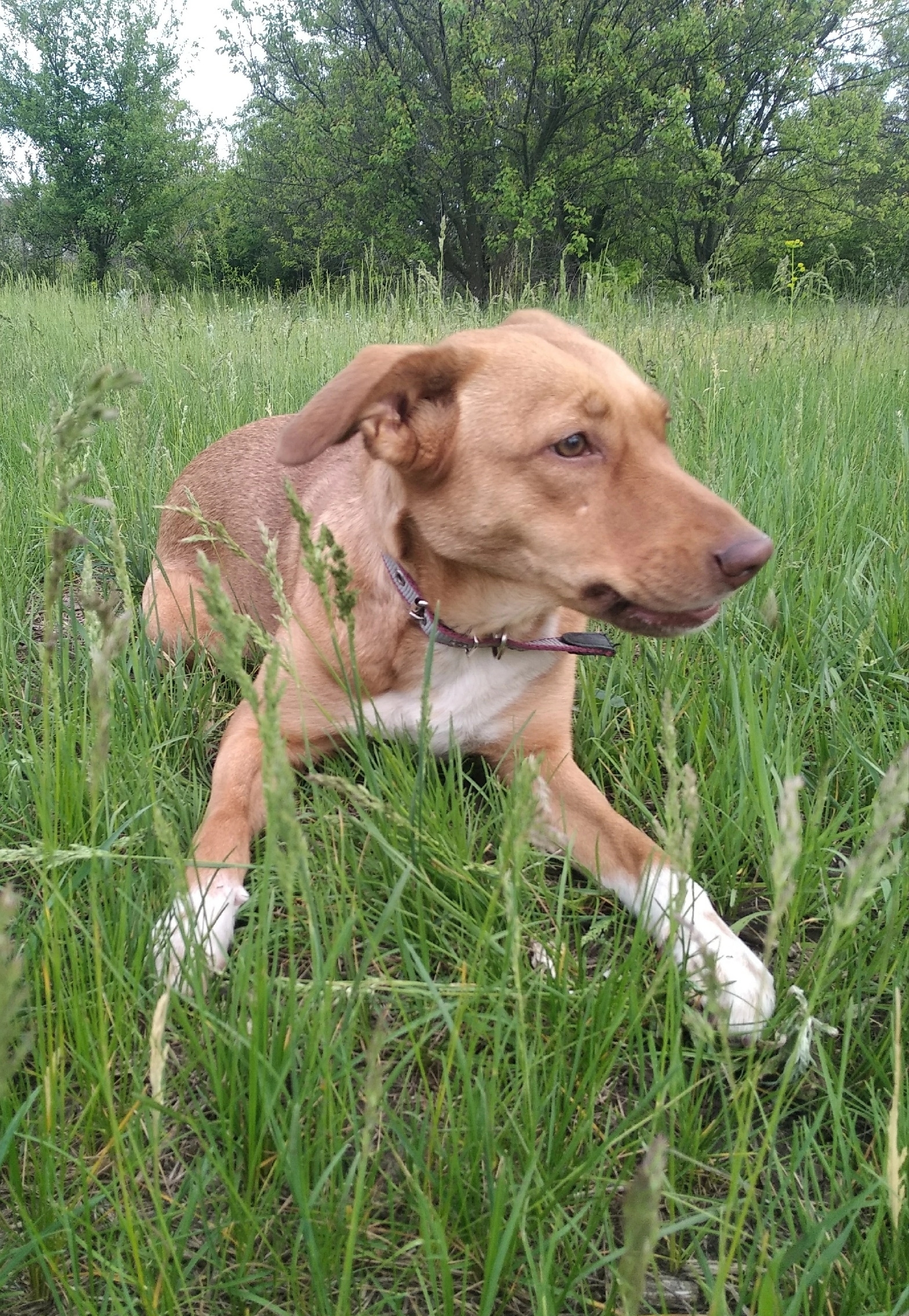 Нужен дом для собаки в