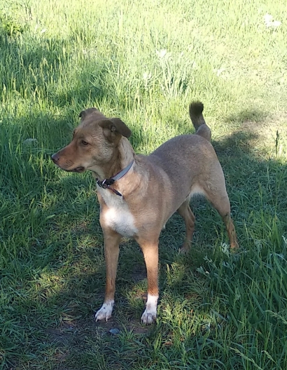 Нужен дом для собаки в (1)