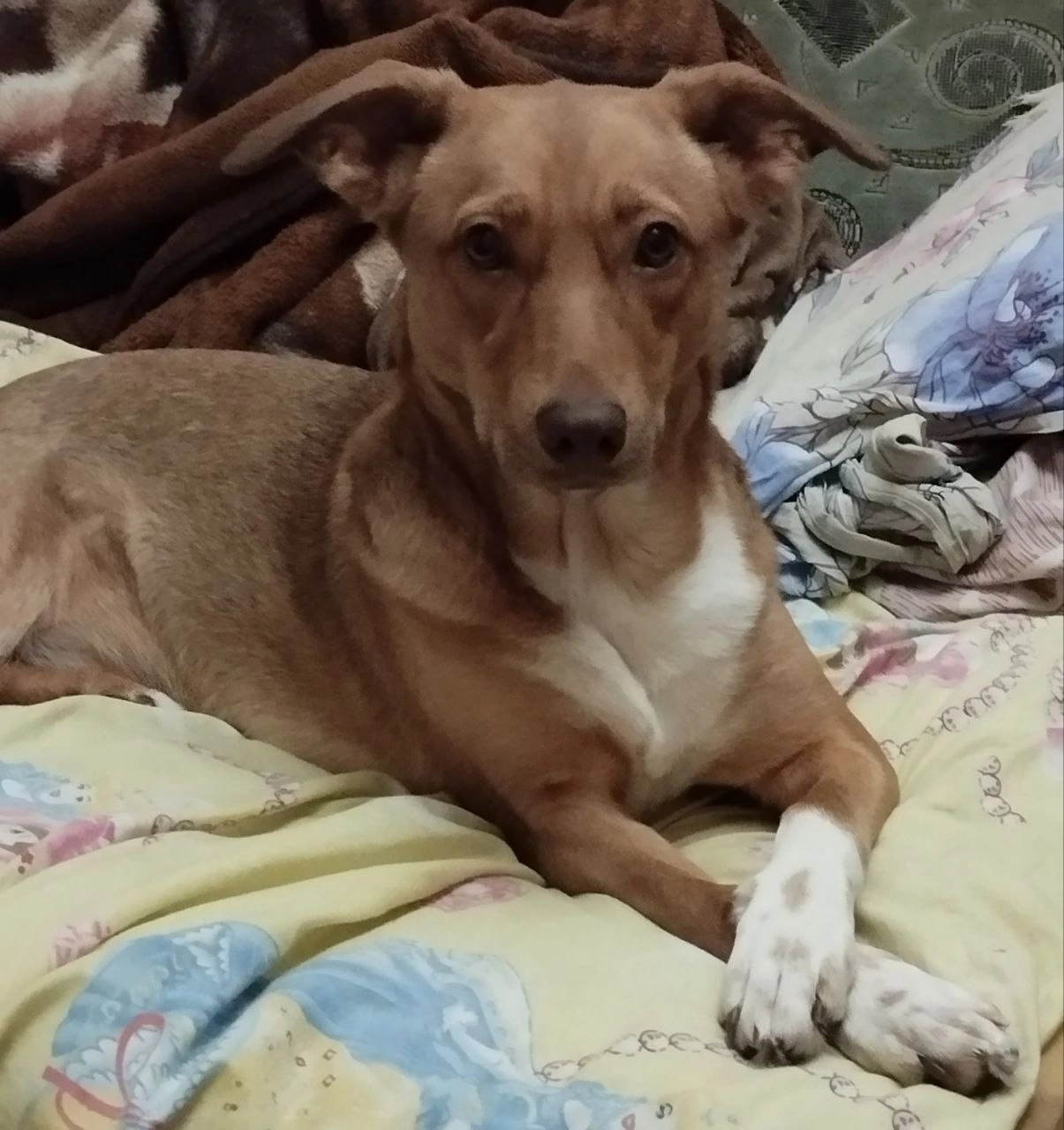 Нужен дом для собаки в (2)