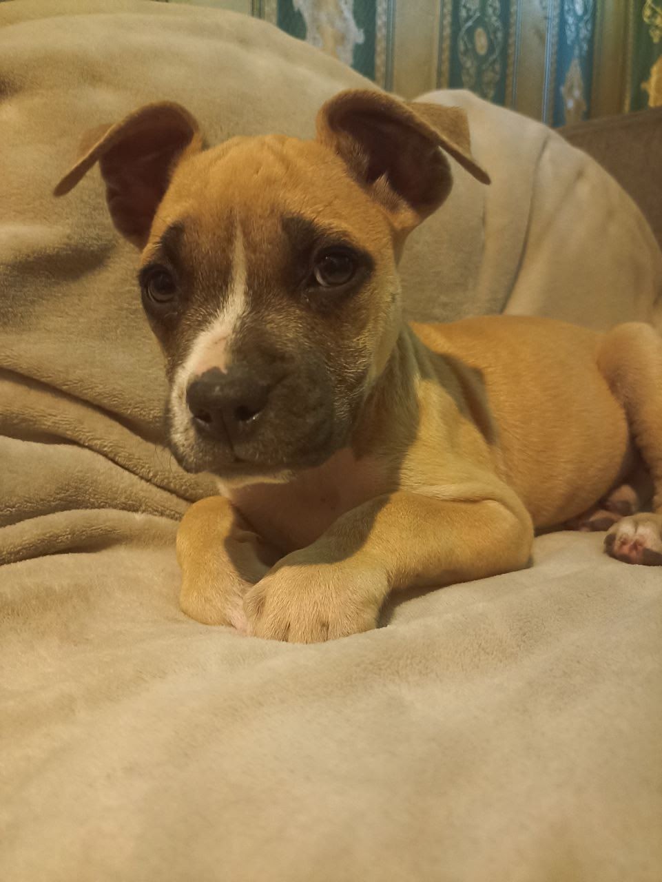 Продажа щенков стаффордширского терьера Остались