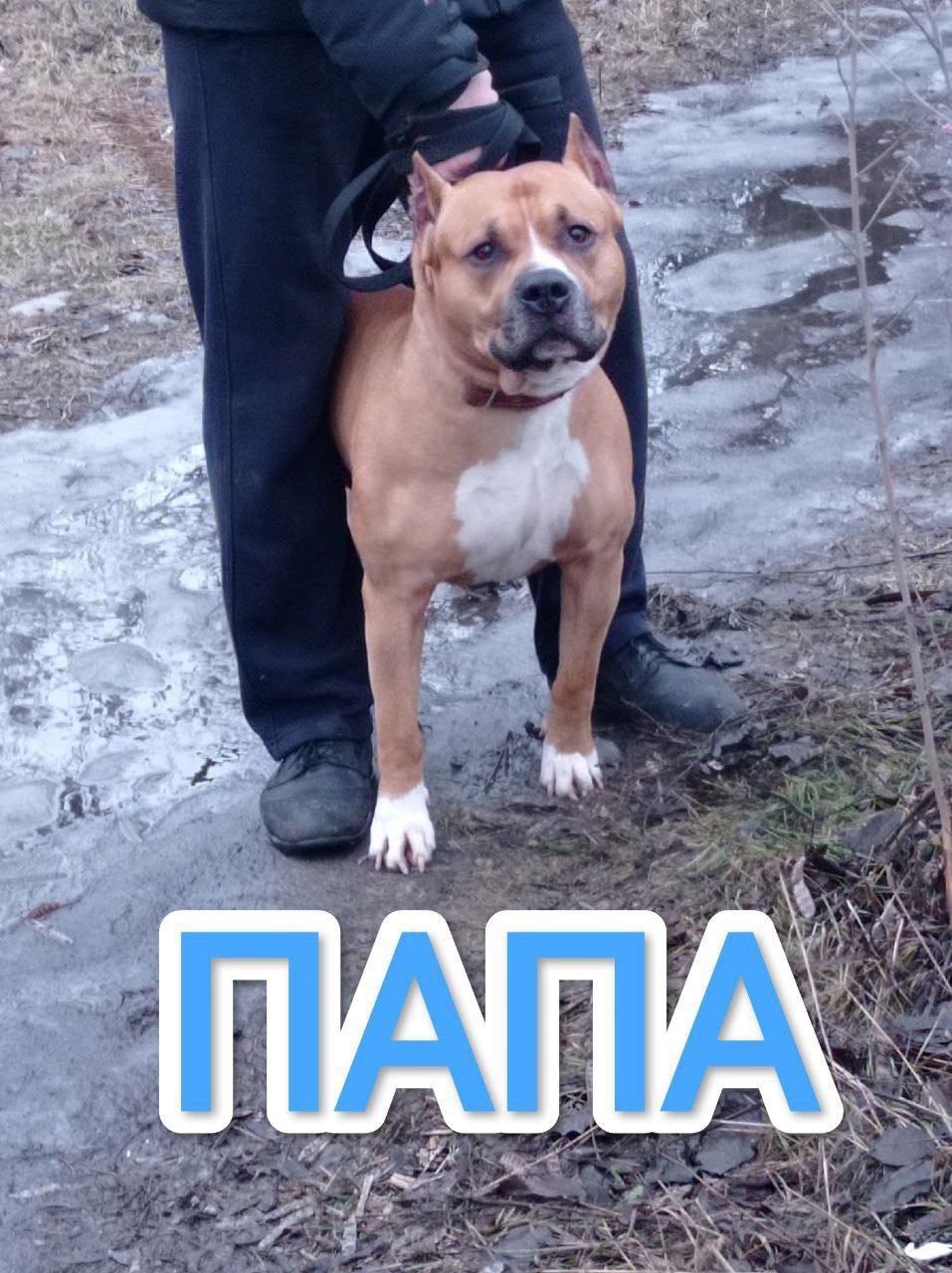 Продажа щенков стаффордширского терьера Остались (2)