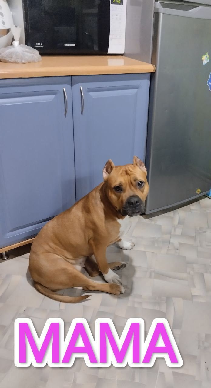 Продажа щенков стаффордширского терьера Остались (3)