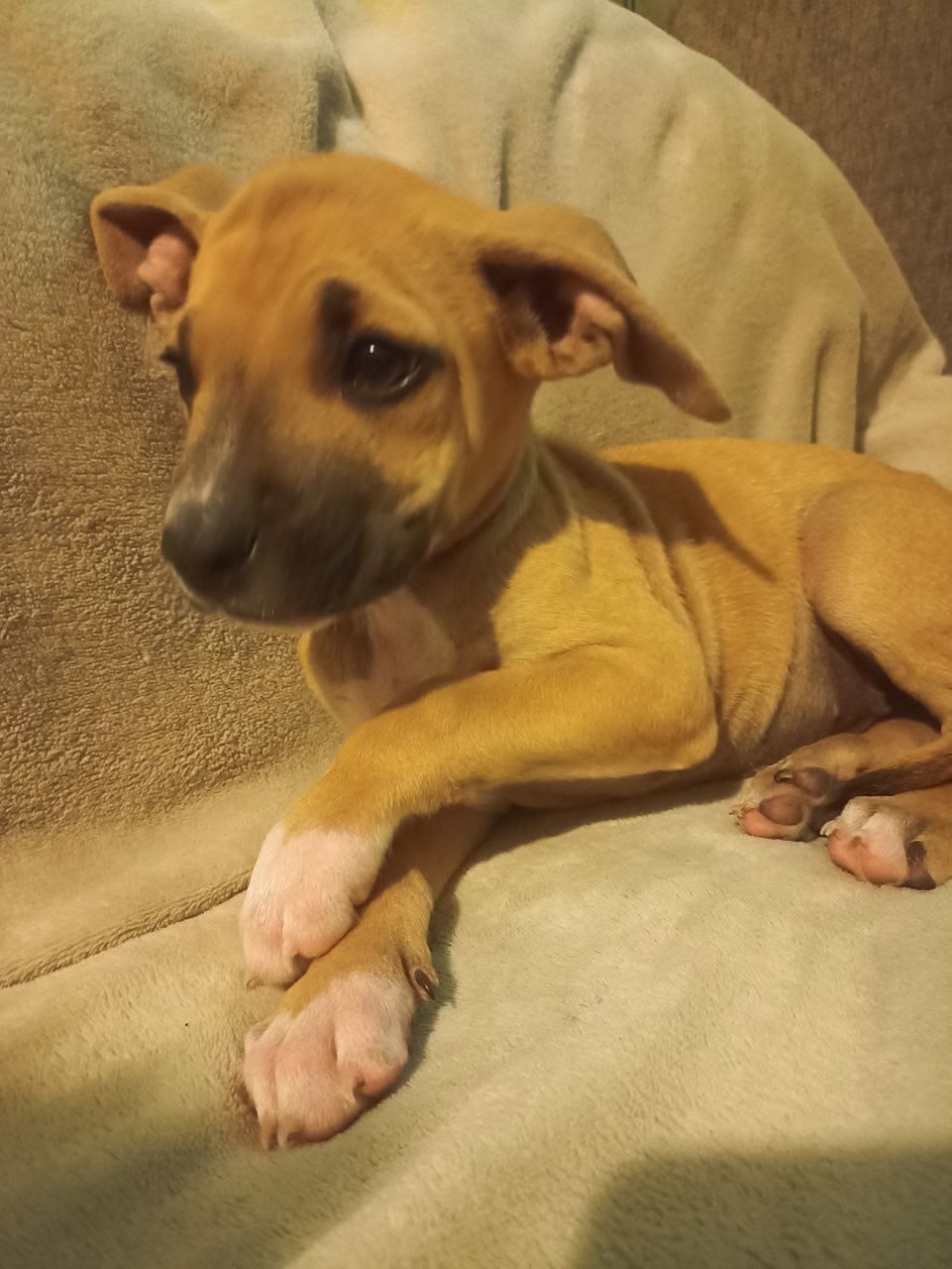 Продажа щенков стаффордширского терьера Остались (1)