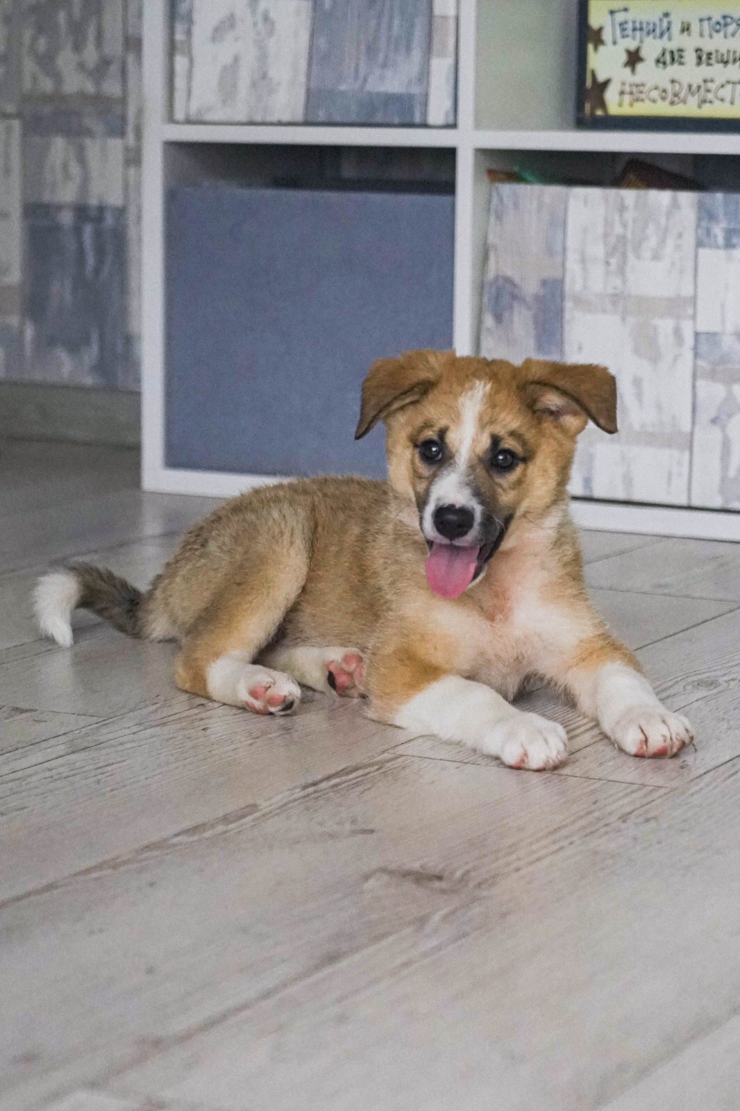 Срочно ищем заботливых хозяев Две