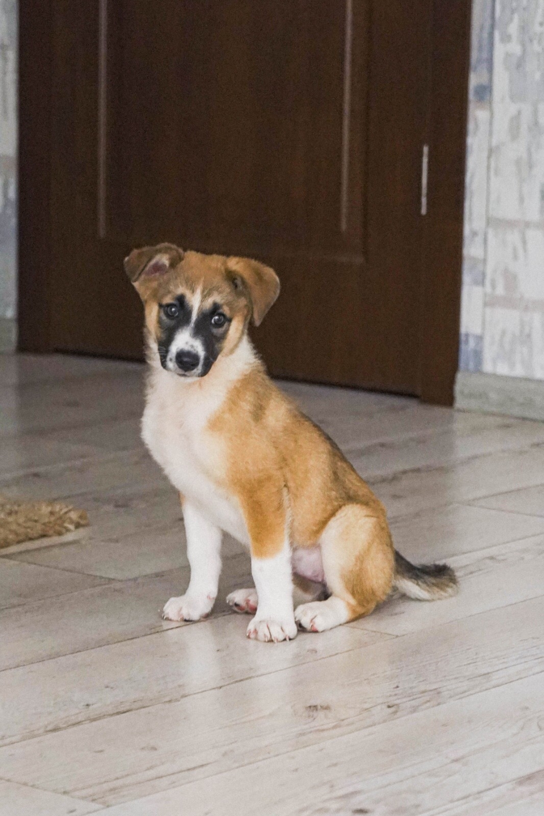 Срочно ищем заботливых хозяев Две (5)