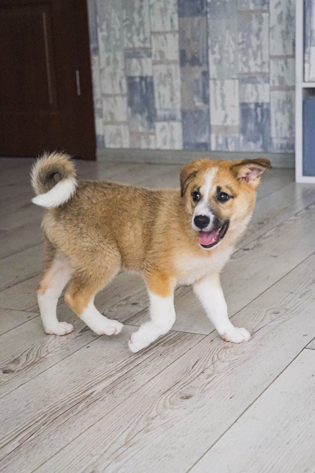 Срочно ищем заботливых хозяев Две (2)