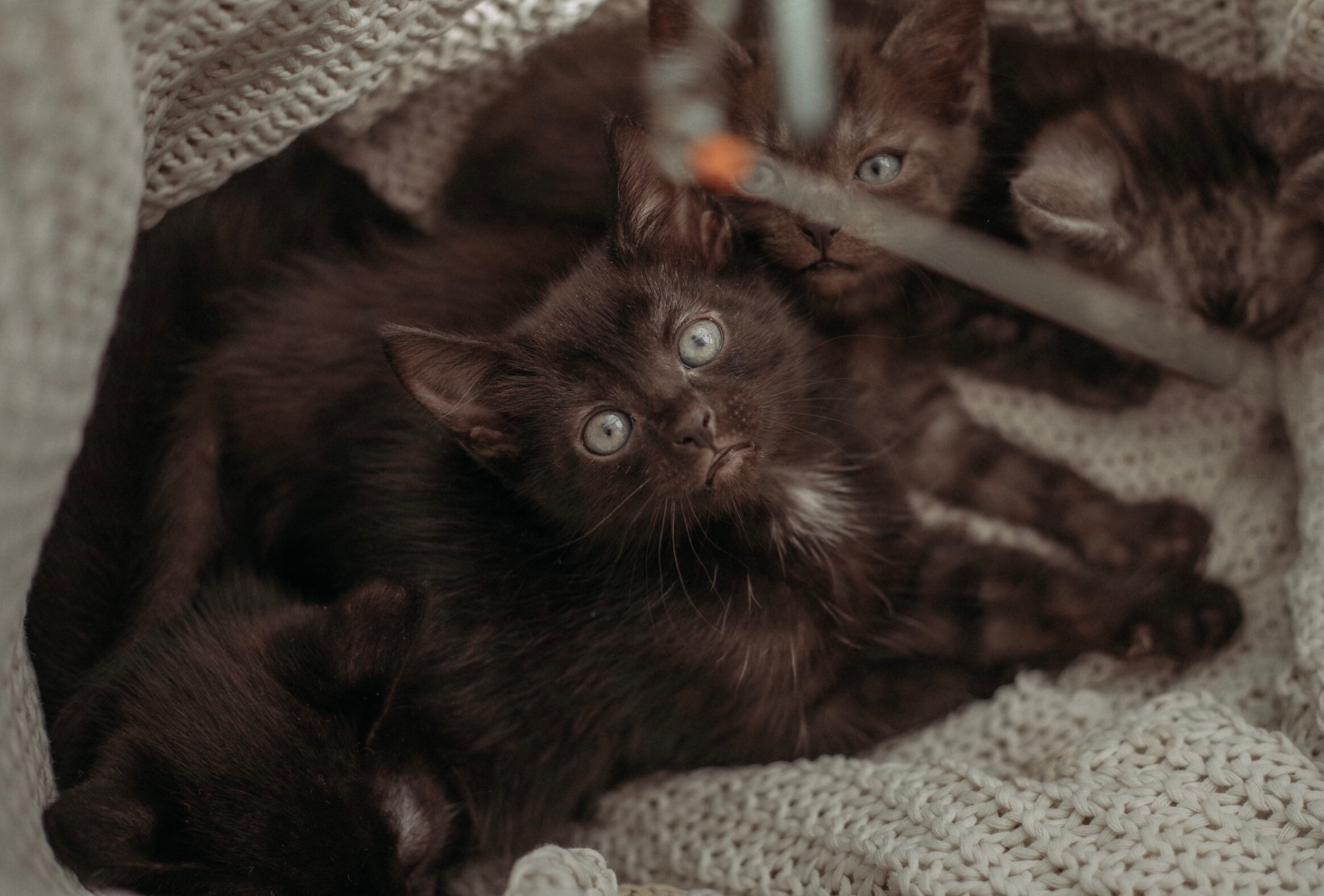 Очаровательный котёнок ищет любящую семью (2)