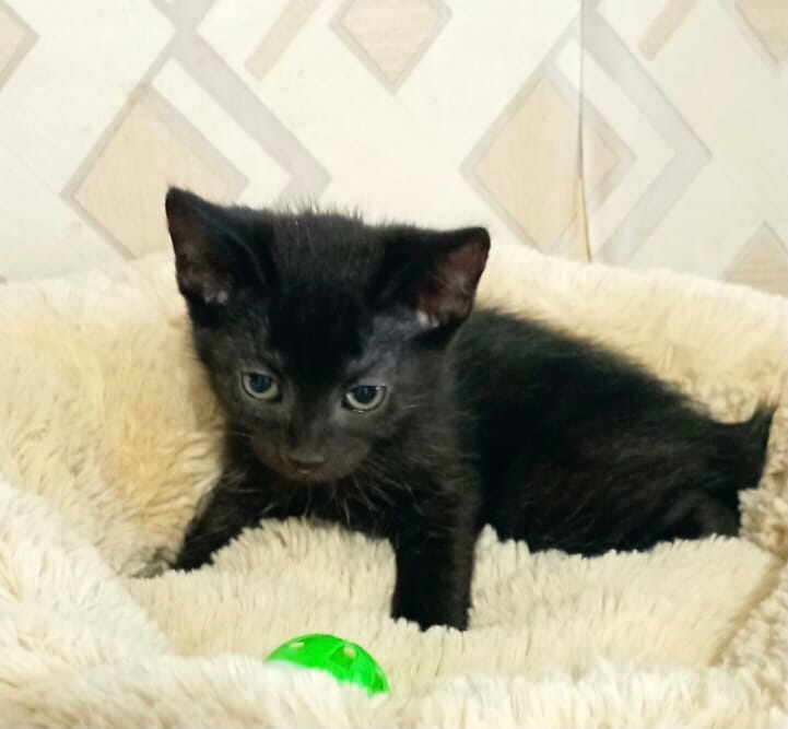 Очаровательный котёнок ищет любящую семью (3)