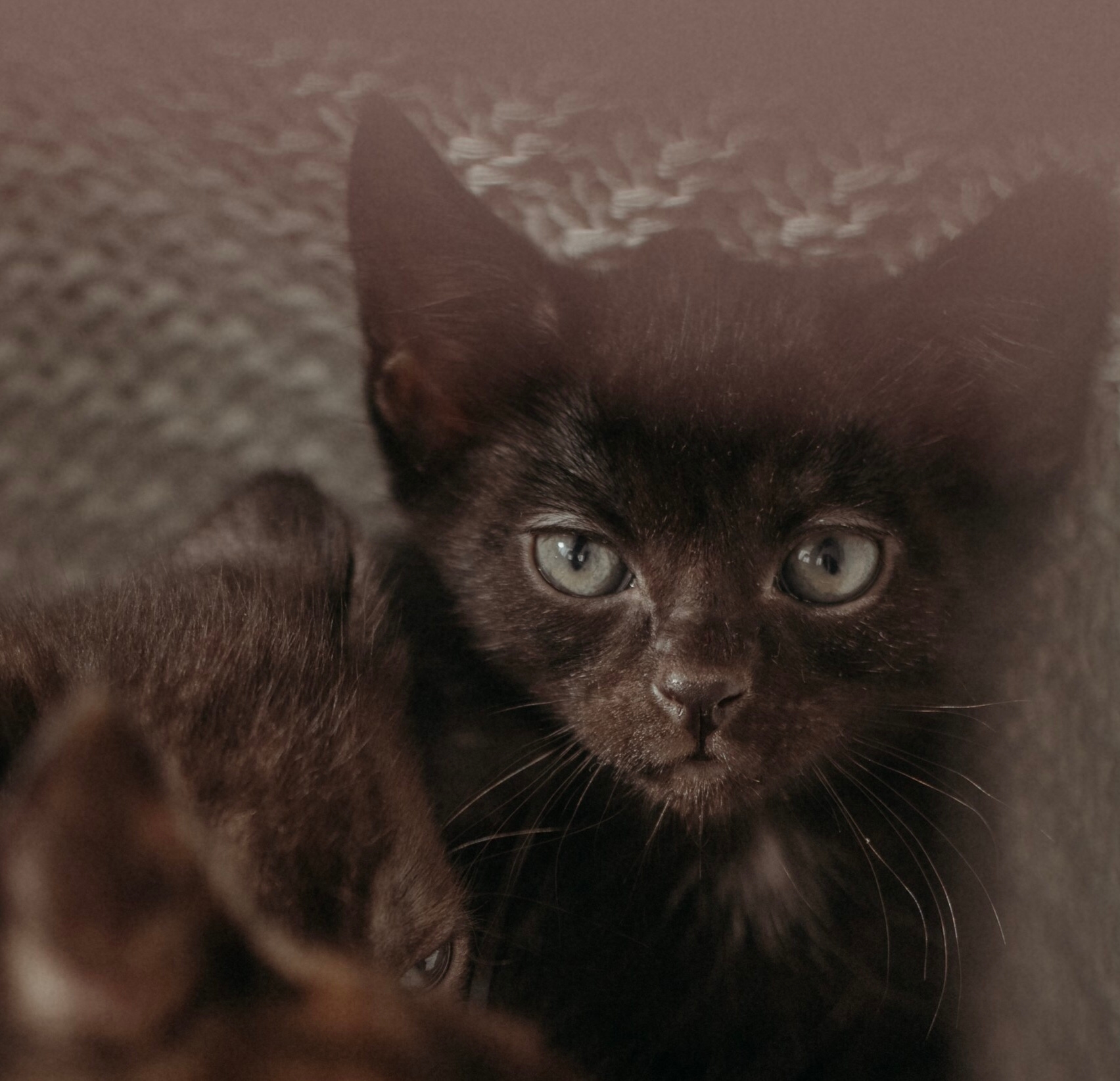 Очаровательный котёнок ищет любящую семью