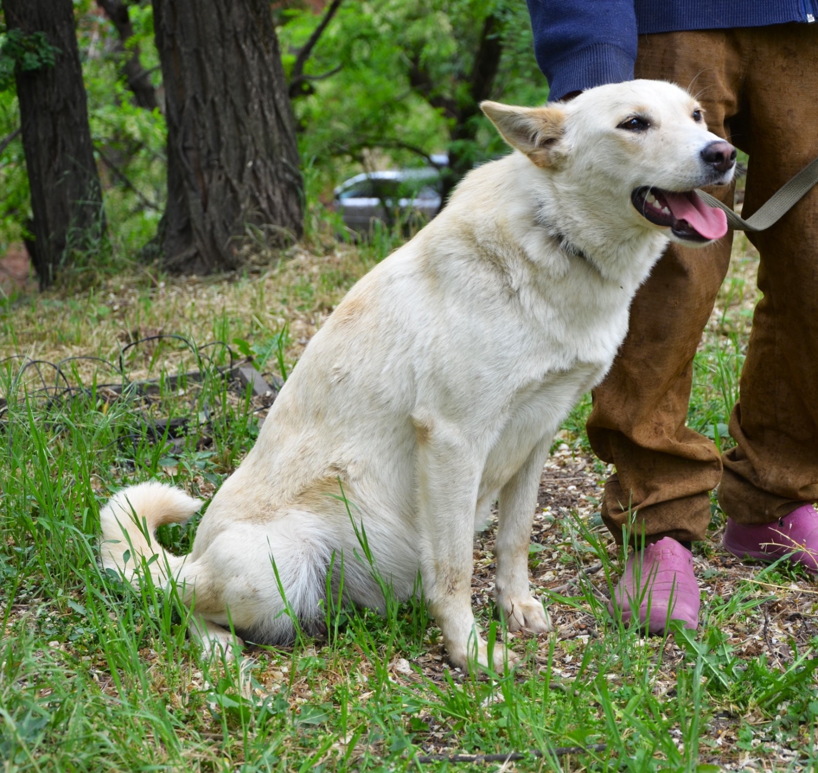Лапка ищет любящую семью Ростов-на-Дону (5)