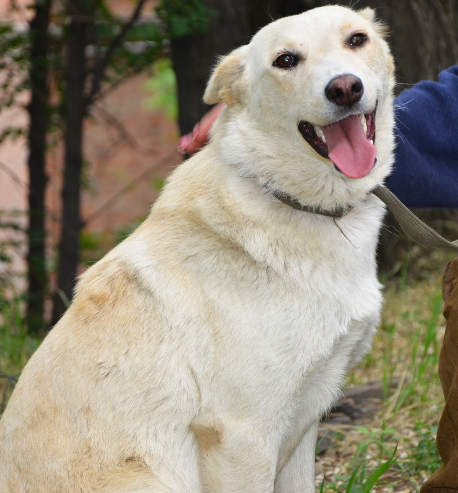 Лапка ищет любящую семью Ростов-на-Дону (2)