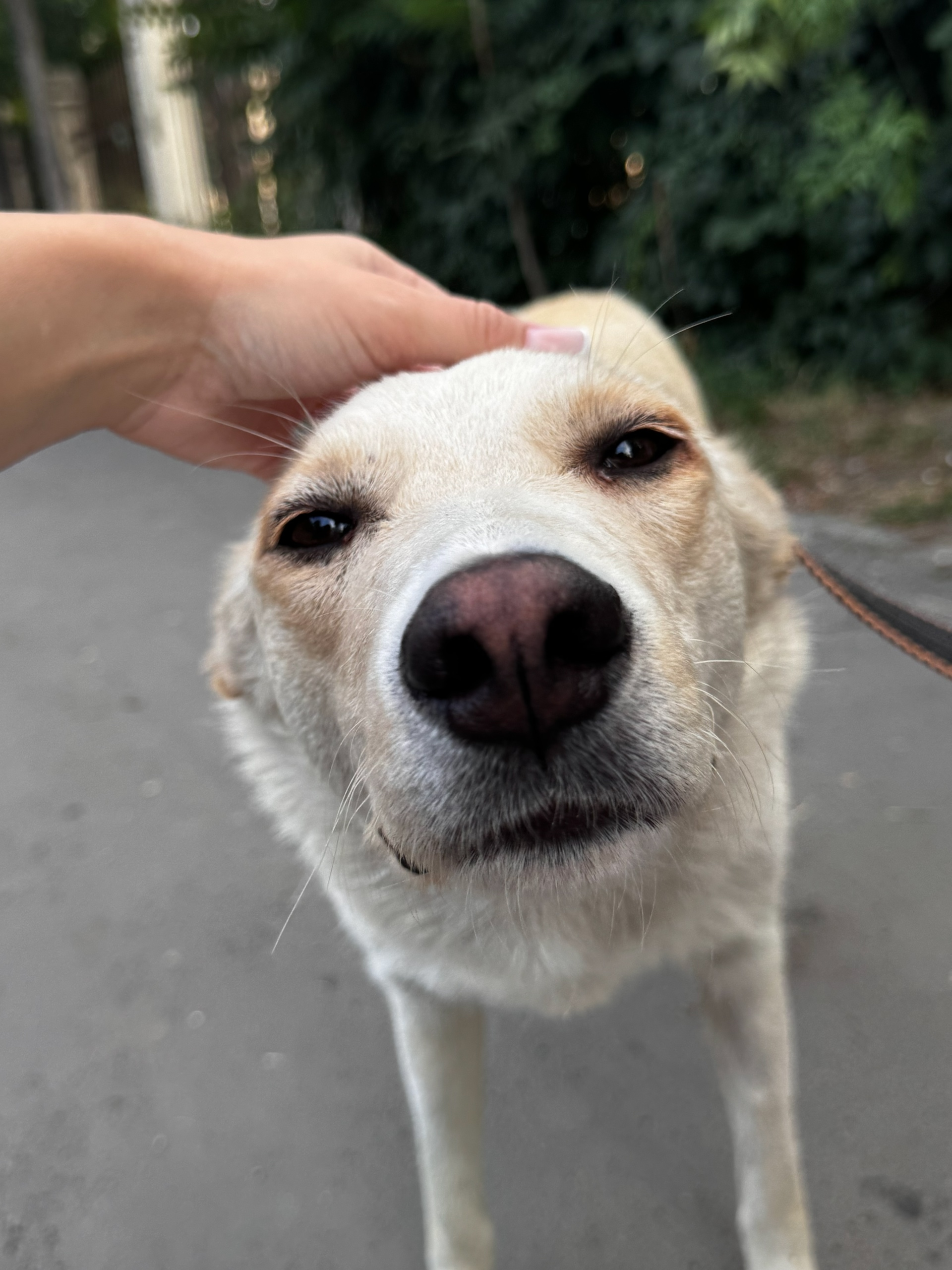 Лапка ищет любящую семью Ростов-на-Дону (1)