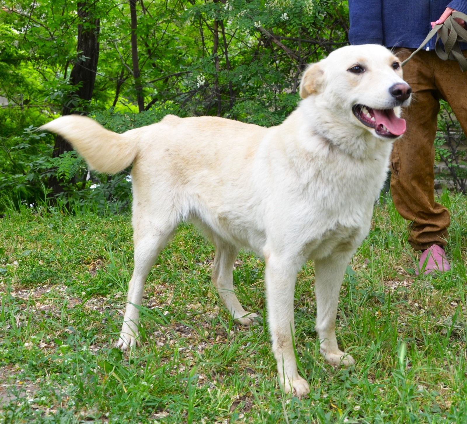 Лапка ищет любящую семью Ростов-на-Дону (3)