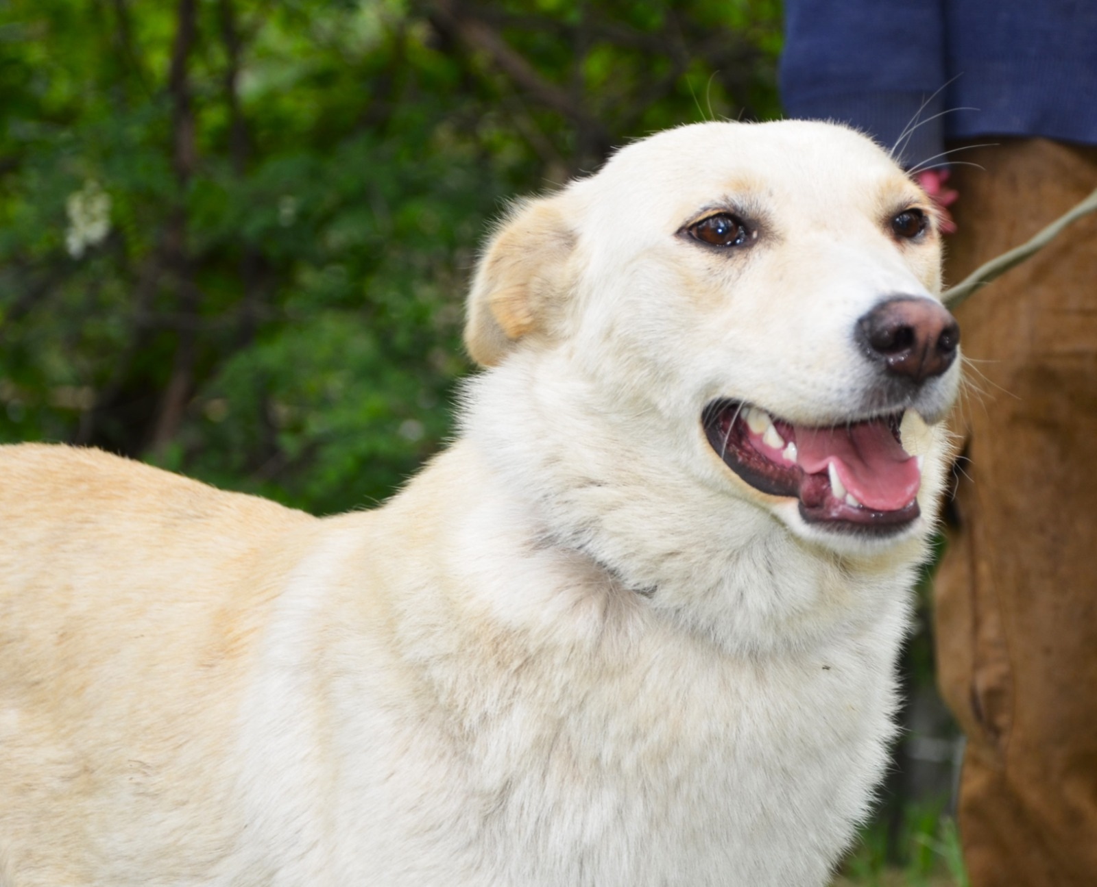 Лапка ищет любящую семью Ростов-на-Дону (4)