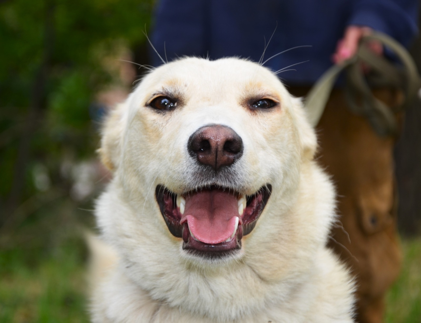 Лапка ищет любящую семью Ростов-на-Дону