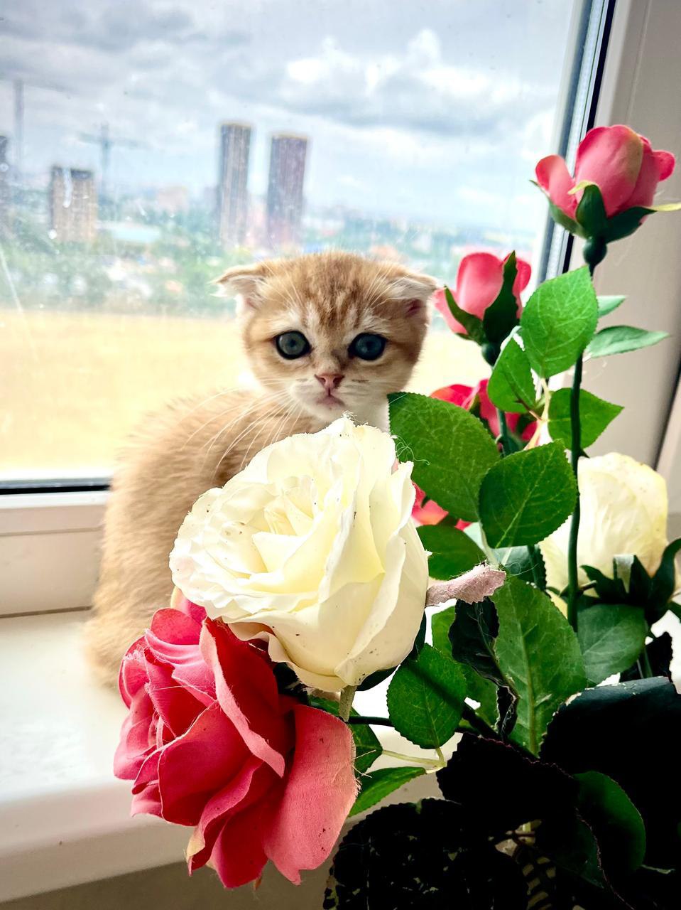 Милые котята и щенки Предлагаем