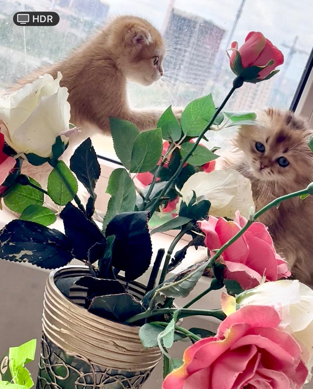 Милые котята и щенки Предлагаем (2)